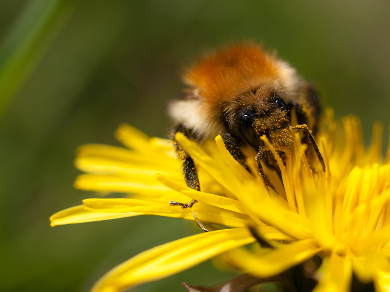 pollen, Normandy, plant, Common Carder Bee, furry, close-up, macro, petal, springtime, yellow, honey bee, green, La, insect, pollination, arthropod, vacation