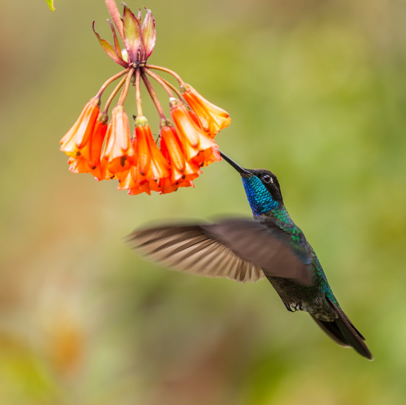 flying, animal themes, insect, one animal, beauty in nature, focus on foreground, bee eater, flower head, plant, geranium, jay, blossom, hummingbird, blue jay