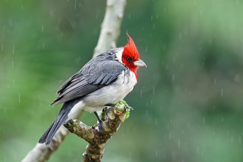 cardinal - bird, bird, animal wildlife, red, produce, plant, one animal, perching, animal themes, water, maui, grey, selective focus, beak, no people, hawaii