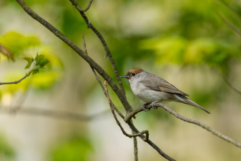 4K, no people, accipiter, veins, nature, jay, blackbird, bird, wren, focus on foreground, animals in the wild, bee eater, robin, one animal, agelaius