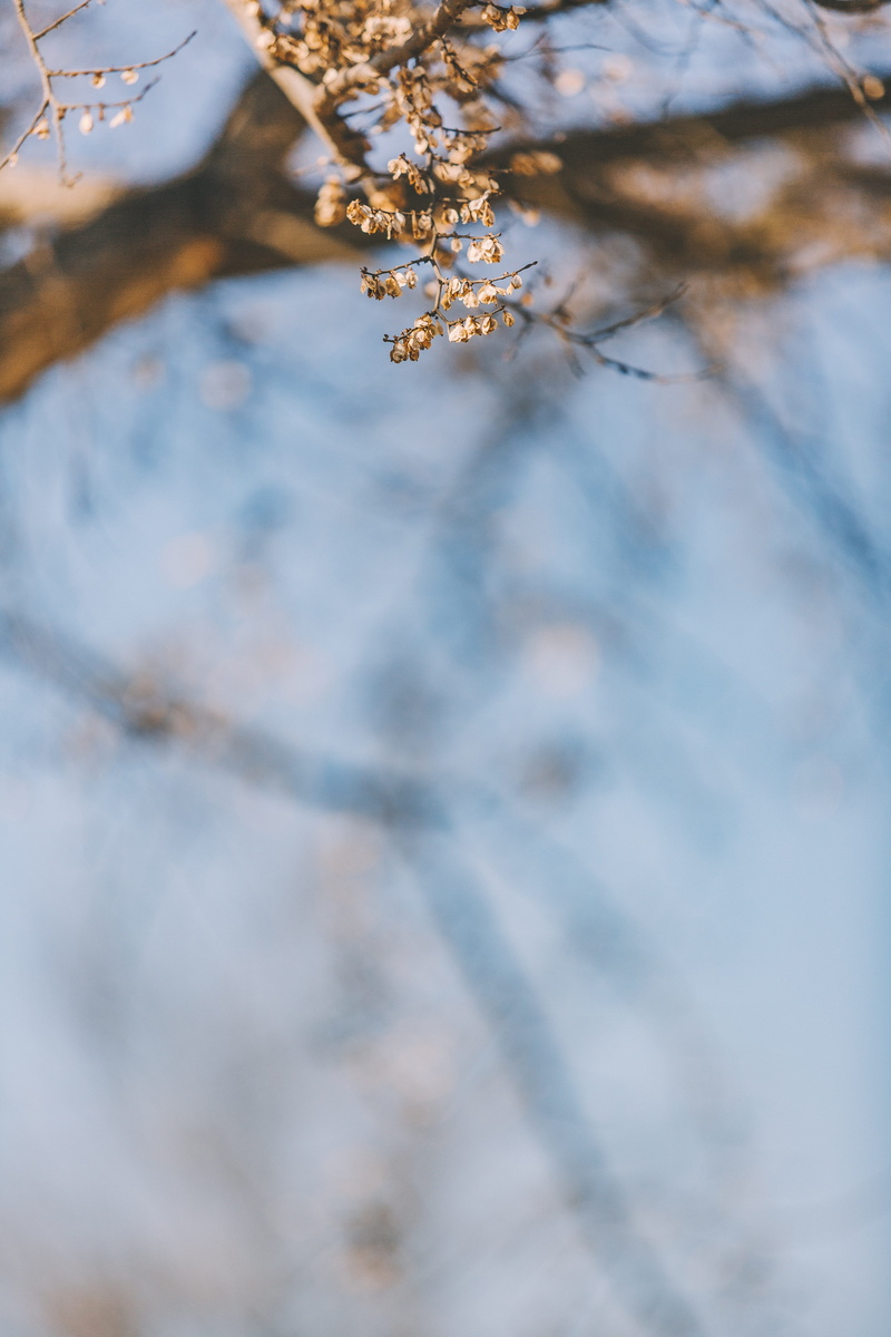 5K, fragility, arachnid, conifer, abies, invertebrate, plant, close-up, focus on foreground, flower, focus, ice, growth, low angle view, outdoors, water