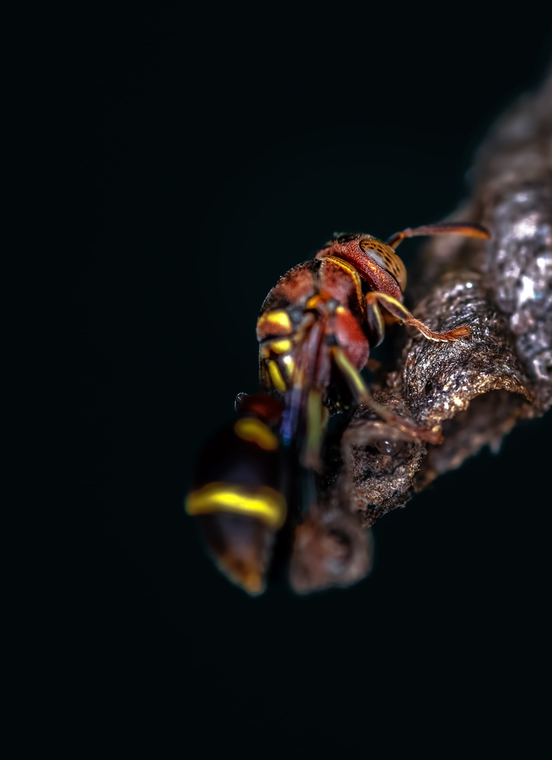 indoors, animal eye, studio shot, invertebrate, nature, 4K, tiny, black background, sea anemone, animal themes, crab, little, red, bee, photo, copy space