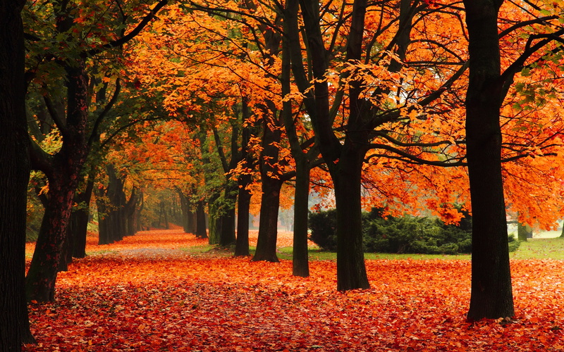 Trees, Red, 2K, Leaves, Autumn, Alley, Park