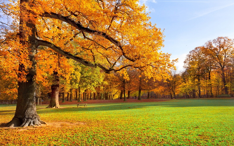 2K, Sunshine, Grass, Autumn, Landscape, Trees, Park, Nature