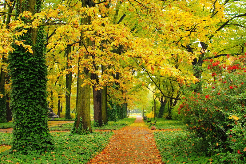 park, trees, benches, foliage, paths, Autumn, yellow, 2K, leaves, alley, green