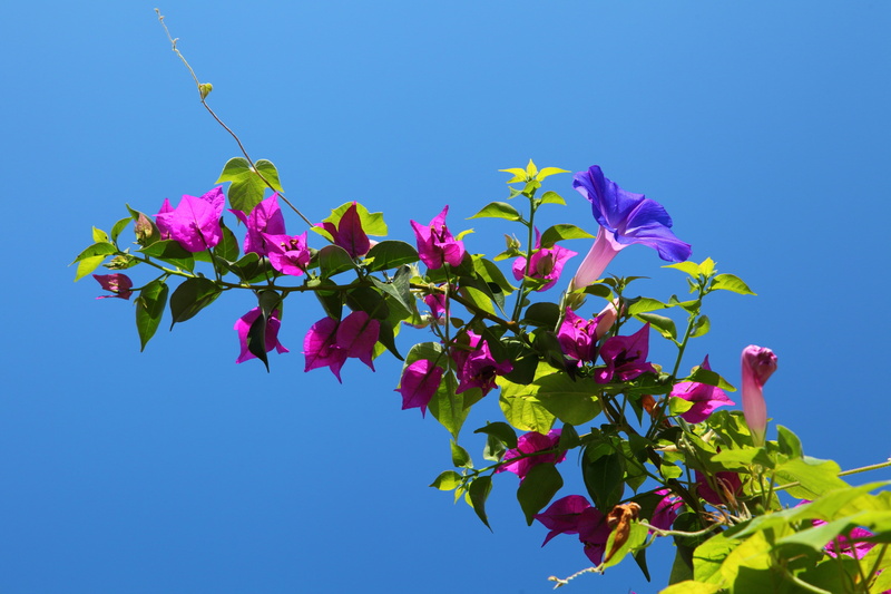 fresh, pretty, freshness, growth, flowers, clear sky, flower, sunlight, pink, Beautiful, photo, fragility, petals, no people, colorful, vulnerability, lilac