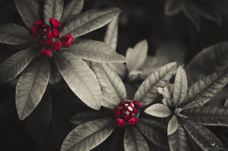 nature, red flowers, Rhododendron, 2K