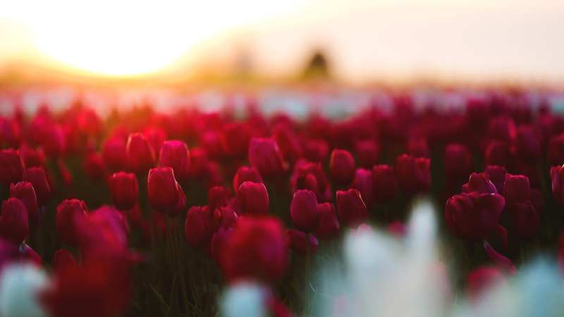 tulips fiels, red flowers, field, tulip garden, plant, tulips, red tulips, tulip, flower, spring, morning, 4K