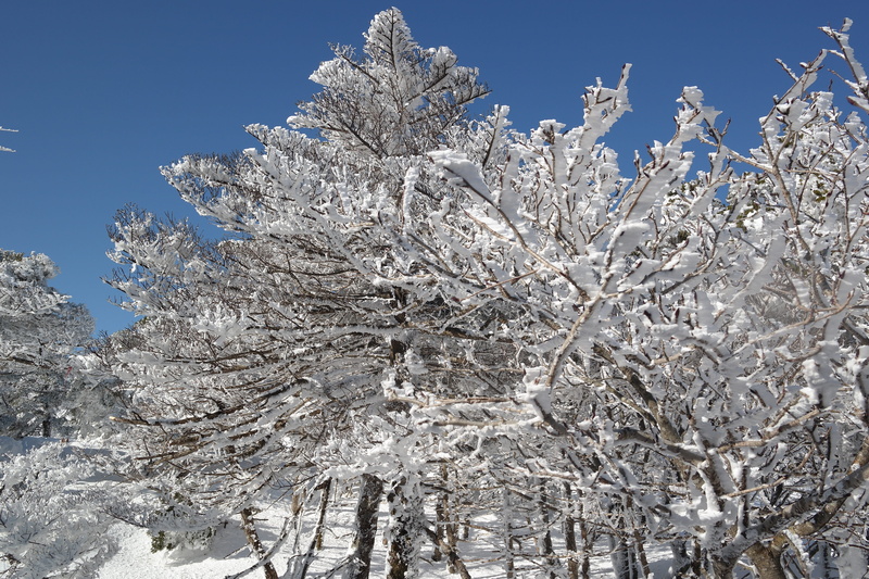 springtime, low angle view, landscape, branch, baengnokdam, sky, white color, halla, snow, nature, outdoors, coniferous tree, tree, ice, winter, plant