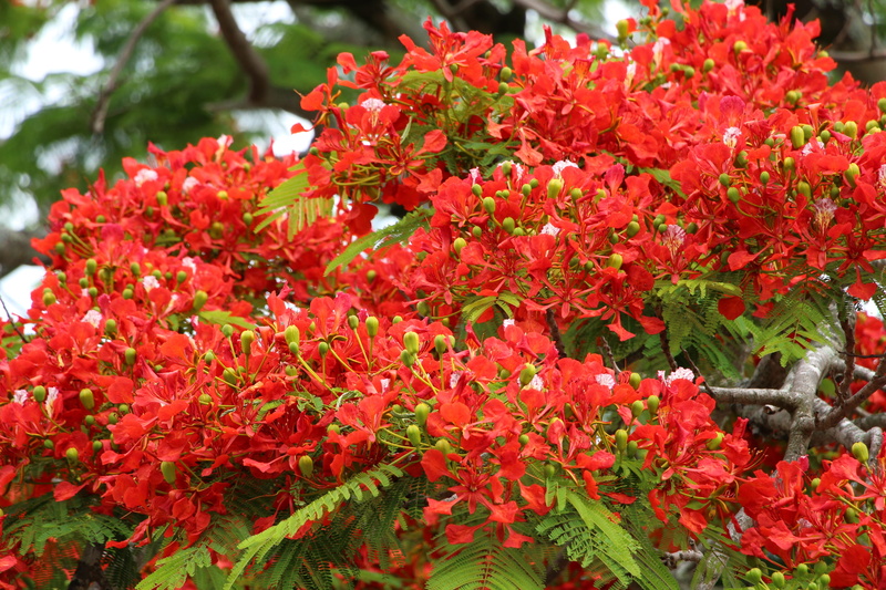 focus on foreground, springtime, nature, flamboyant, inflorescence, growth, 5K, beauty in nature, plant, trees, close-up, reunion island, red, flower head