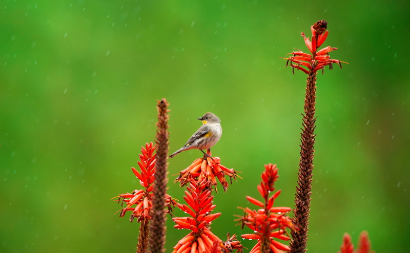 Rain, Flowers, Birds, Raindrops, flower, green color, animal wildlife, Orange, nature, Closeup, growth, beauty in nature, vertebrate, Macro, Tiny, plant