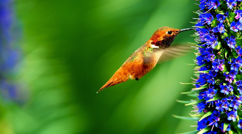 Wings, colibri, smallest, unitedstates, Orange, hovering, pollinator, Flowers, Nature, 2K, Bird, fauna, wildlife, smallest birds in the world, California