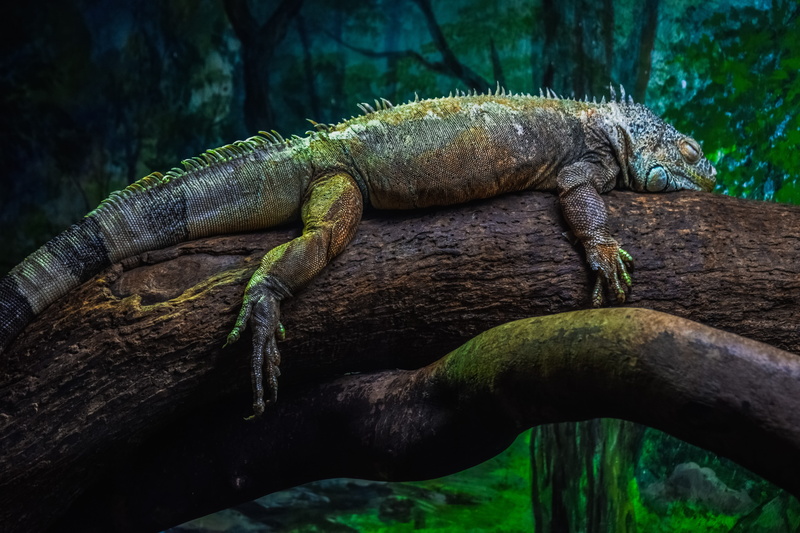 close-up, no people, green color, iguana iguana, colorful, animals in the wild, side view, exotic, green iguana, outdoors, lizard, reptile, tree, wild