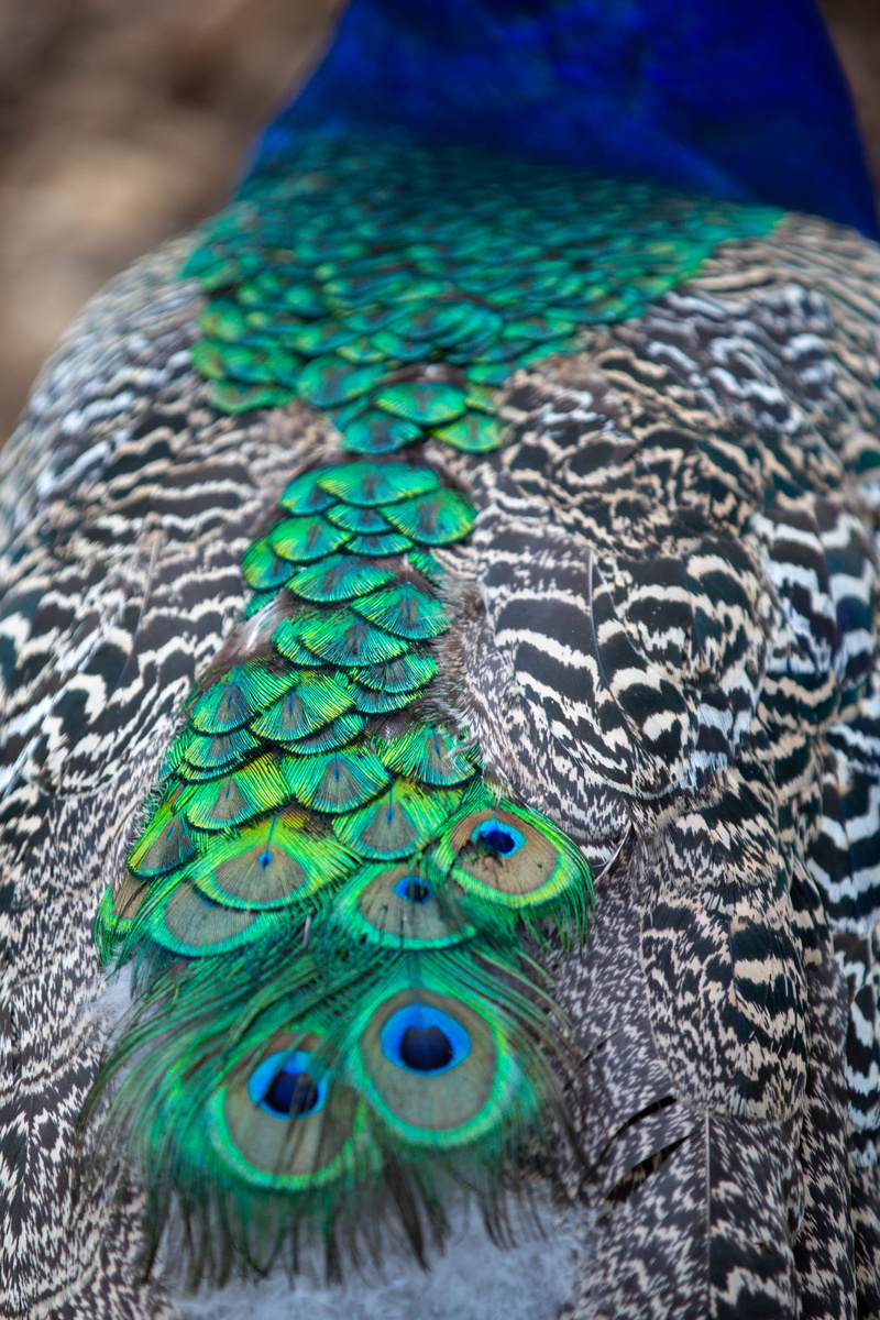 snake, natural pattern, multi colored, animals in the wild, 2K, fowl, floral pattern, blue, wildlife, focus on foreground, pebble, turquoise colored, animal