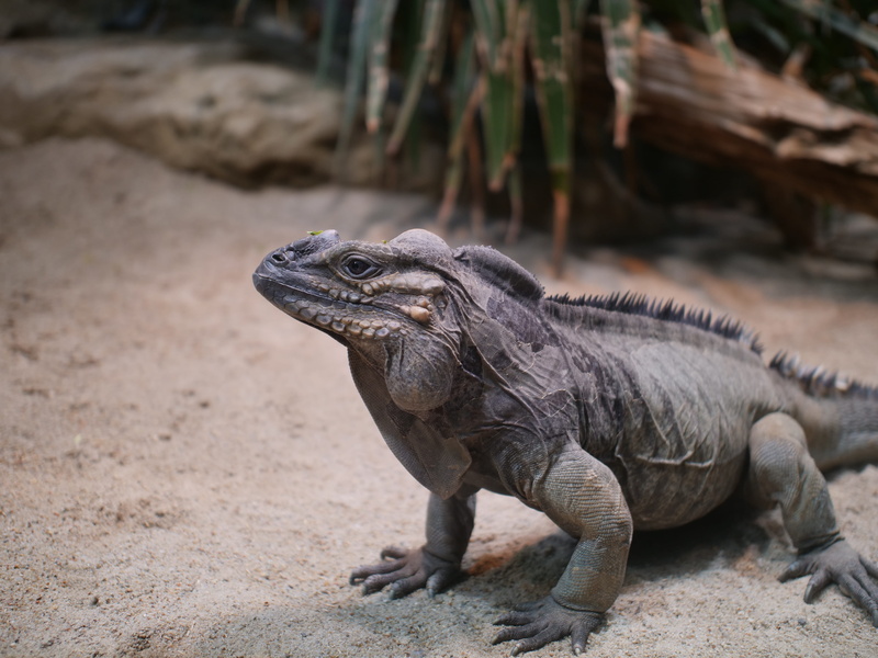 one animal, wildlife, day, animal themes, animal scale, vertebrate, no people, animal, solid, looking away, reptile, nature, outdoors, field, animals in the wild