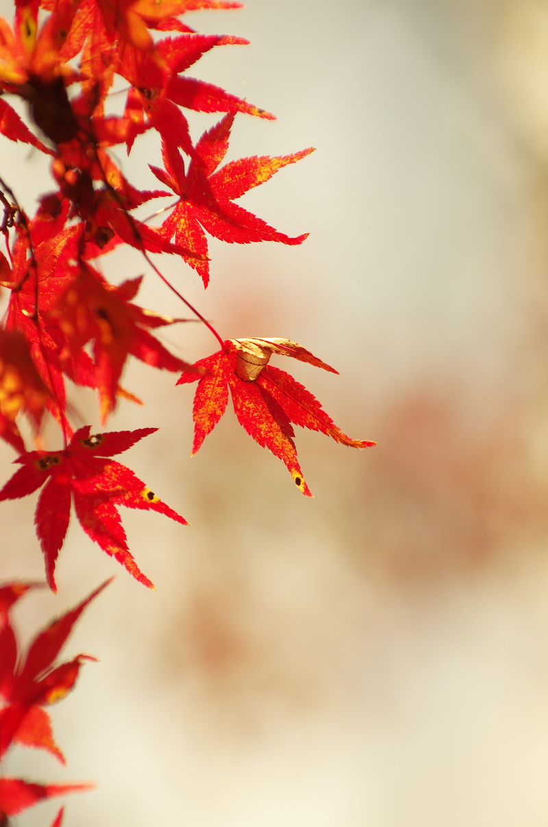 2K, day, landscape, plant, autumn, focus on foreground, tree, nature, maples, orange color, arboretum, outdoors, plant part, selective focus, leaves, maple tree