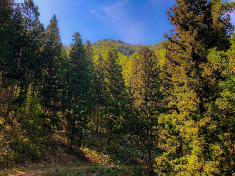 day, green, natural, mountain, non-urban scene, blue sky, land, forest bathing, tree, idyllic, groves, autumn, environment, 4K, landscape, arboretum, wood