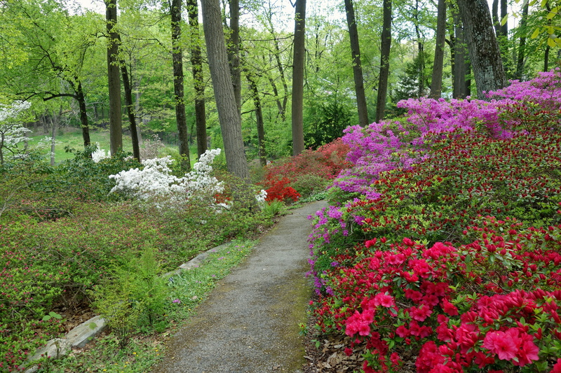 beauty in nature, scenics - nature, red, devon, pennsylvania, flowerbed, red, green color, outside, springtime, purple, flower, outdoors, no people, trees
