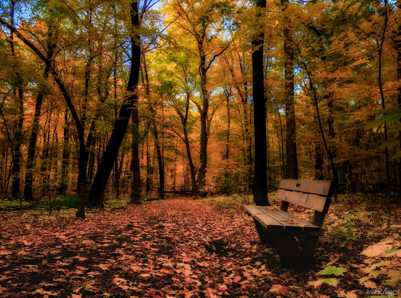 outdoors, morton, growth, Colors, forest, unitedstates, land, Seasons, orange color, plant, beauty in nature, Bench, tranquility, tree trunk, Autumn, Magic