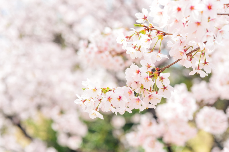 outdoors, bunch of flowers, 4K, softness, photography, blossom, white, pink, japan, shallow, pink color, vulnerability, freshness, flowering plant, growth