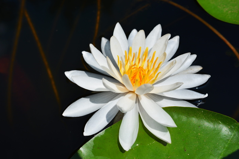 plants, lotus, lotus water lily, freshness, vulnerability, natural, white color, water, petal, pond, flowering plant, leaf, byeokchoji, aquatic plants