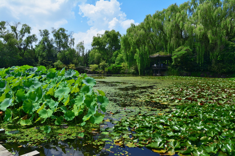 floating on water, nature, paju, sleep, day, hyacinth, cloud, flowers, blue, the nature of the, wangbeodeul, lotus, land, aquatic plants, flowering plant