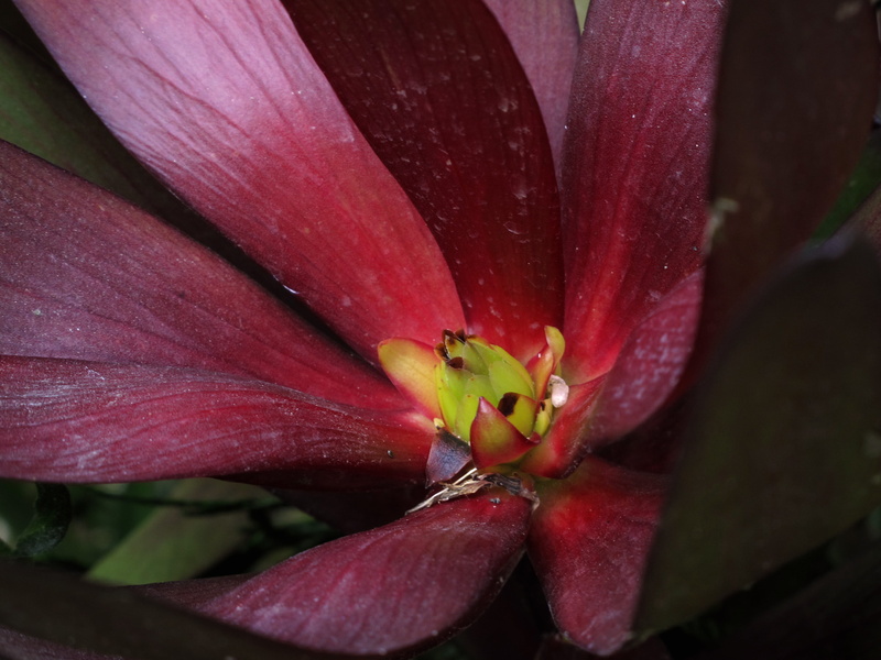 flor, fleur, Leucadendron, close-up, 2K, macro, petal, lily, Magnolia, leaf, Petra, Proteales, flower Head, Sunset, nature, flower, Jester, photography