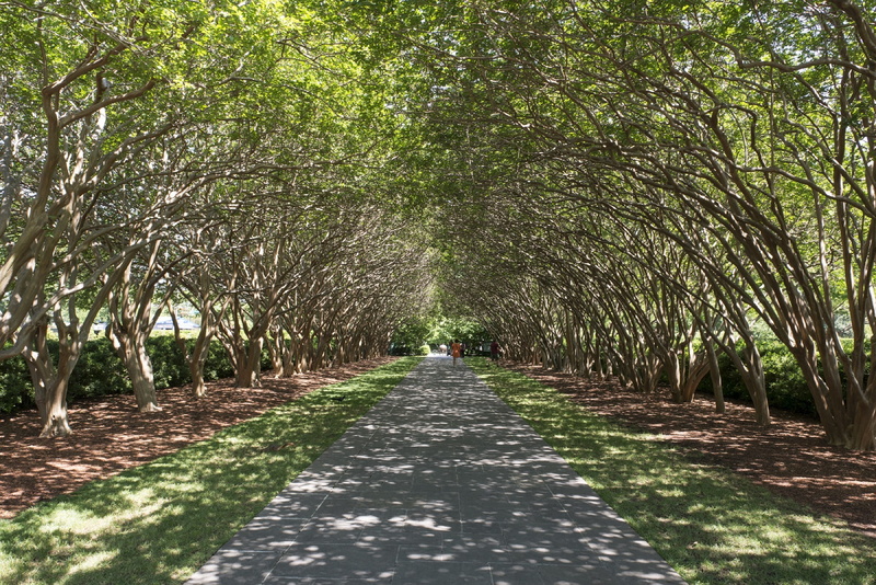 tranquility, no People, growing, walkway, bamboo - plant, texas, street, tree lined, transportation, Tree, urban, direction, beauty in nature, plant, park