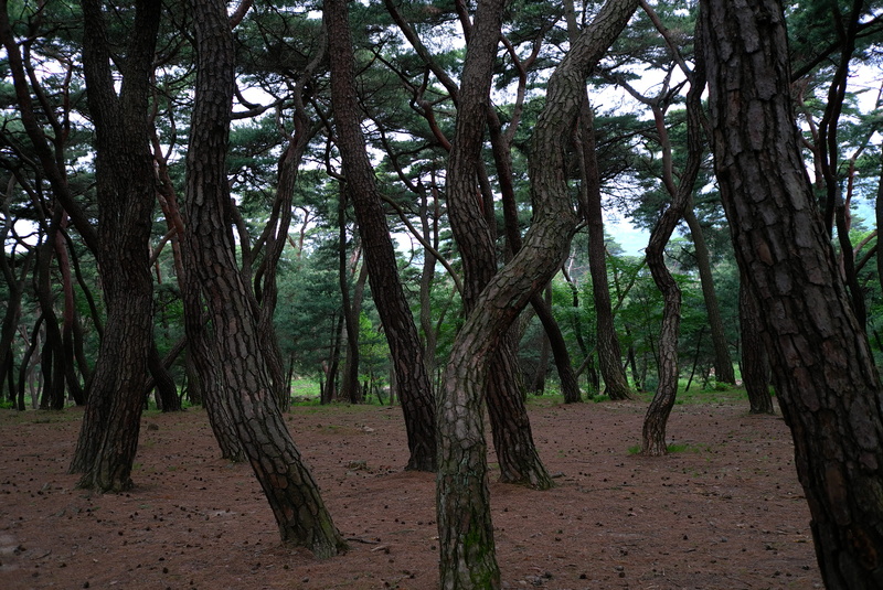 pine forests, sol lawn, and thu, scenery, nature, abstract, twig, outdoors, peel, 4K, early bright, day, tree trunk, pine, greenness, scenics - nature