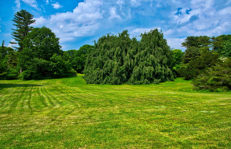 arboretum, open field, nature, scenics - nature, tranquil scene, land, pine woodland, no people, coniferous tree, day, grass, pine tree, landscape, tree