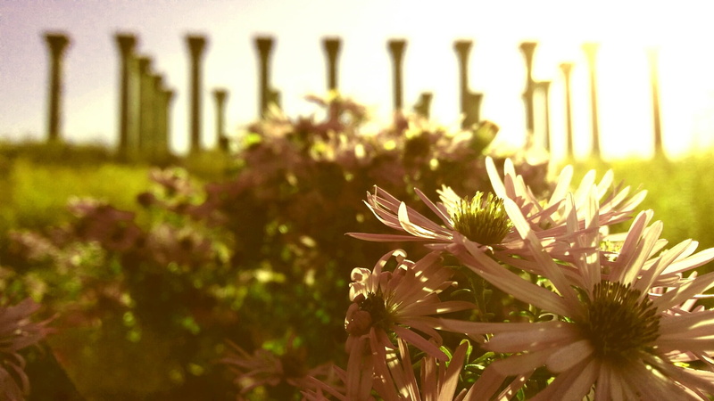 environment, vulnerability, no people, flower, nature, growth, plant, dc, sky, flowering plant, fragility, tranquility, vintage, national arboretum, garden