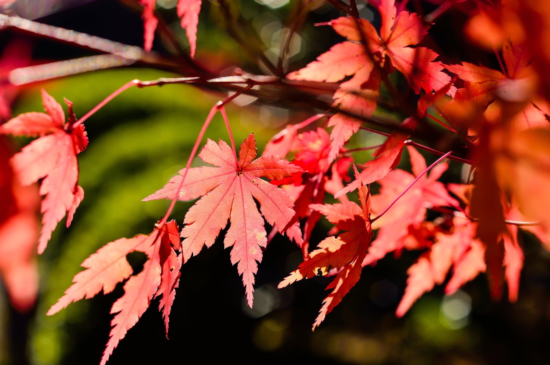 wood, fall of japan, red, autumnal leaves, change, tree, leaves, k, autumn, no people, close-up, fall, beauty in nature, plant, kaede, plant part, maple tree