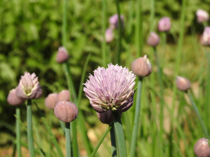 day, close-up, inflorescence, flower head, focus on foreground, midwife, vulnerability, nature, green color, pollination, petal, growth, jeonju arboretum