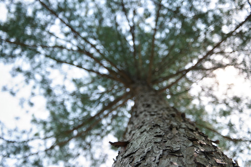 wood, no people, coniferous tree, sky, forest, day, tree canopy, tree trunk, nature, plant, focus on foreground, land, growth, landscape, 5K, trunk, branch