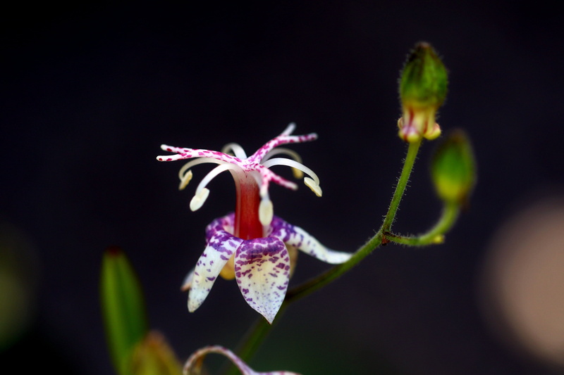 plant, beauty in nature, affix, freshness, selective focus, petal, park, fragility, outdoors, focus on foreground, orchid, dendro service that helps, close-up