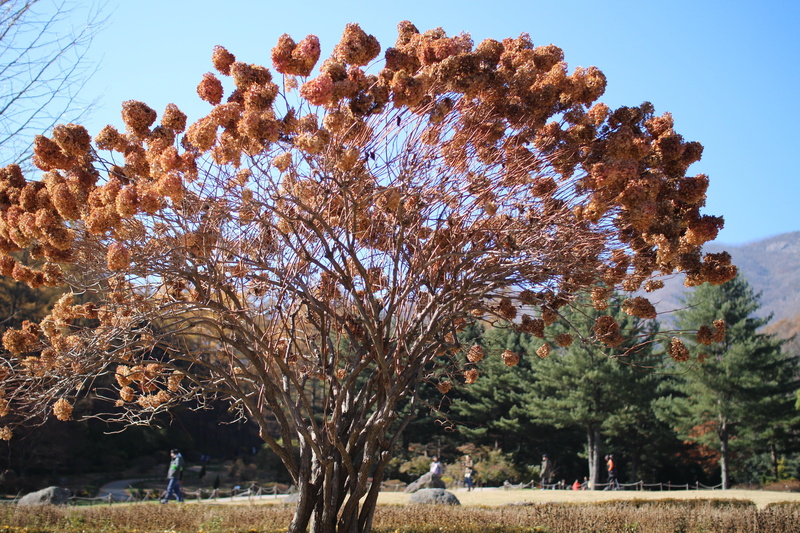 2K, people, leisure activity, beauty in nature, sky, plant, tree, women, park, day, tranquil scene, lifestyles, wood, real people, outdoors, nature, arboretum