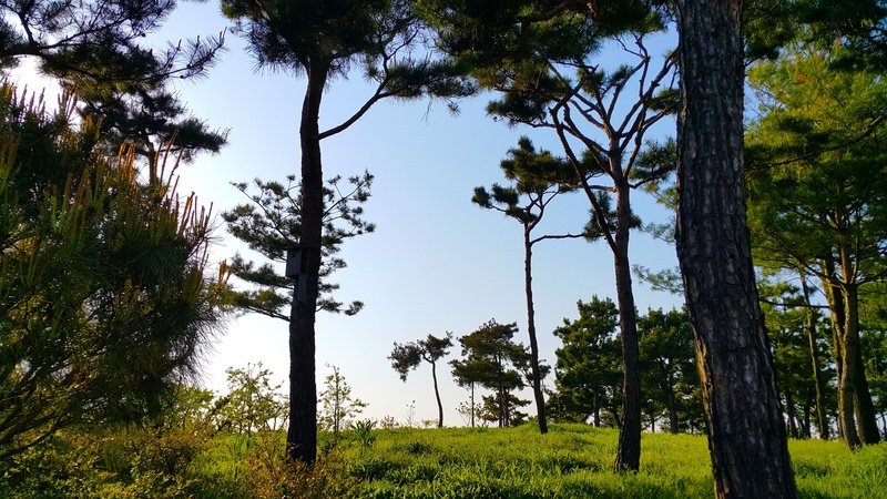 tree trunk, 1080P, arboretum, growth, green color, tranquil scene, nature, field, tree, plant, pine, scenics - nature, landscape, sky, greenness, grass