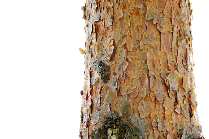 no people, tree trunk, bark, wood - material, landscape, summer, 5K, day, cicada, brown, affix, wood, arboretum, trunk, sky, clear sky, growth, rough