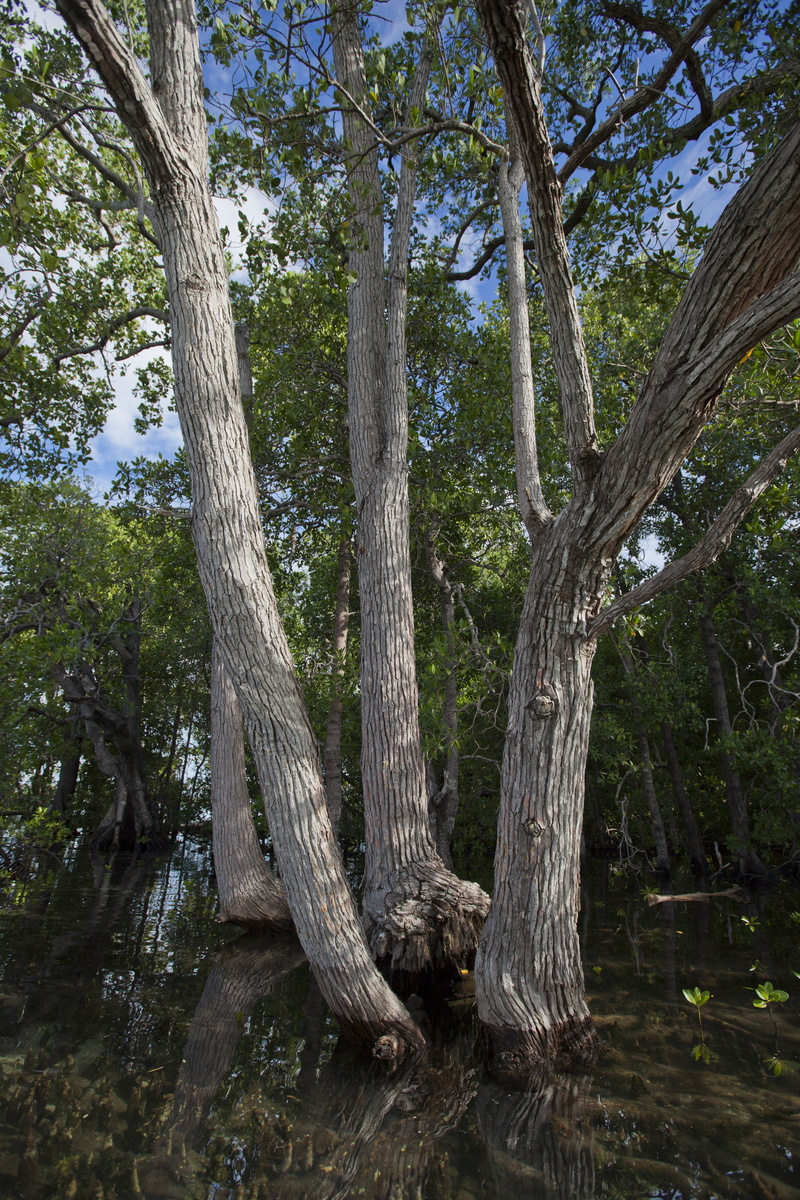 growth, land, day, wood - material, bark, low angle view, nature, seawater, 5K, trunk, tropical, widi islands, tree, tree trunk, mangrove, arboretum, tranquility