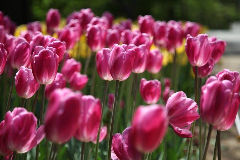 flowers, plant, 5K, focus on foreground, outdoors, close-up, springtime, softness, inflorescence, flowerbed, selective focus, arboretum, nature, purple