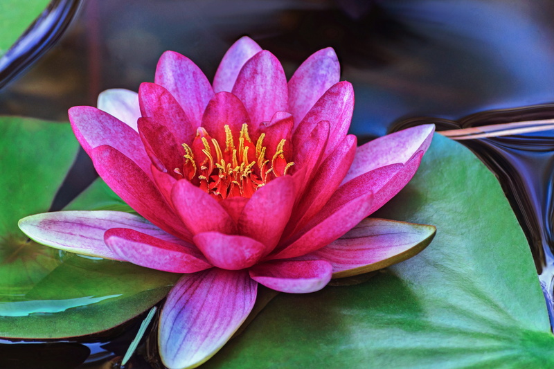 pink water lily, petal, close-up, beauty in nature, leaf, bloom, nature, vulnerability, inflorescence, water lily, water plants, water, pond, growth, pollen