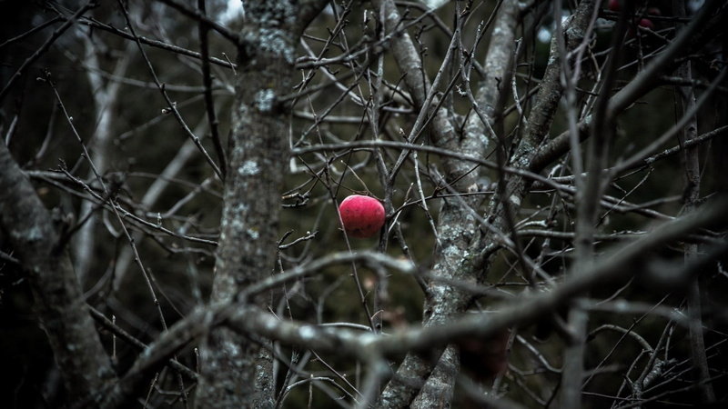 1080P, fruit, trees, plants, apples