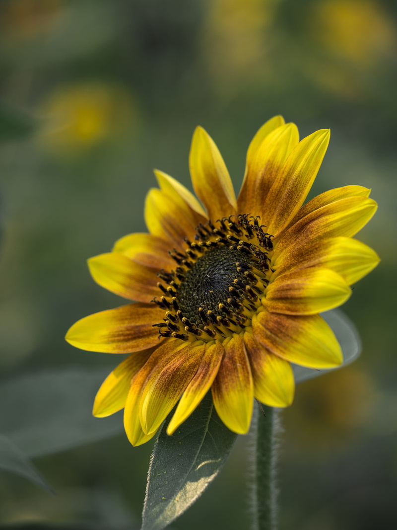 inflorescence, 4K, focus on foreground, macro, daisies, for-mar nature preserve and arboretum, growth, sunflower, yellow, insect, pollen, freshness, nature