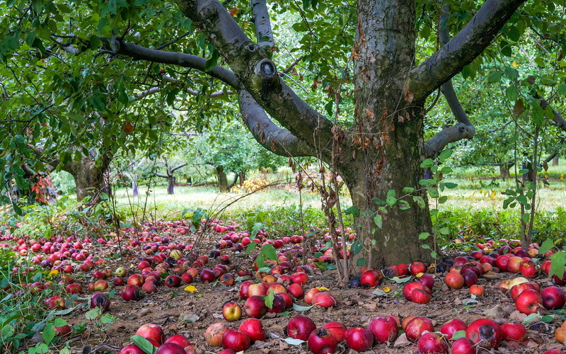 food, tree trunk, apples, field, growth, day, ripe, red, nature, wellbeing, tree, food and drink, plant, trunk, freshness, healthy eating, no people, fruit