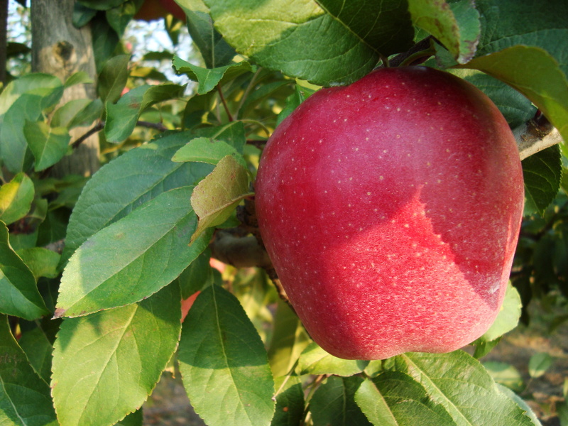 fruit, ripe, food, green, close-up, red, wellbeing, plants, plant, nature, growth, apples, tree, apple - fruit, freshness, leaf, day, apple tree, no people