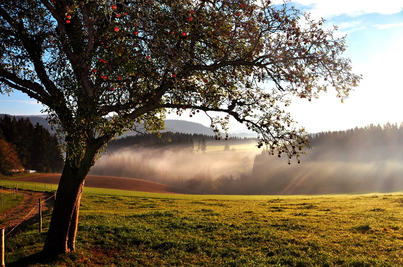 tree, hills, forest, 1080P, apple, the end of summer, apple tree