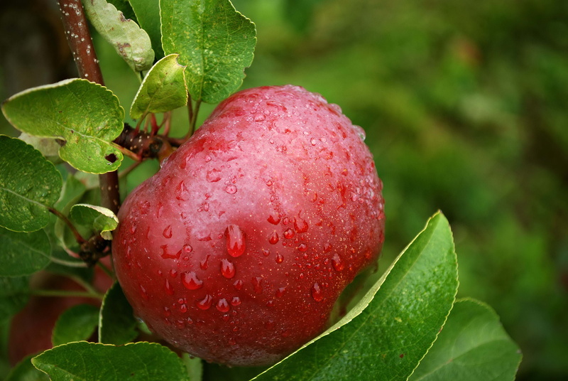 autumn, agriculture, fruit, summer, branch, green Color, plant part, food, garden, wet, ripe, growth, gourmet, apple Tree, healthy Eating, nature, focus on foreground