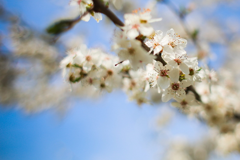 bud, close-up, blooms, twig, cherry tree, fragility, japan, blue, tree, no people, springtime, nature, outdoors, apple, flowers, pink Color, cherry, flower