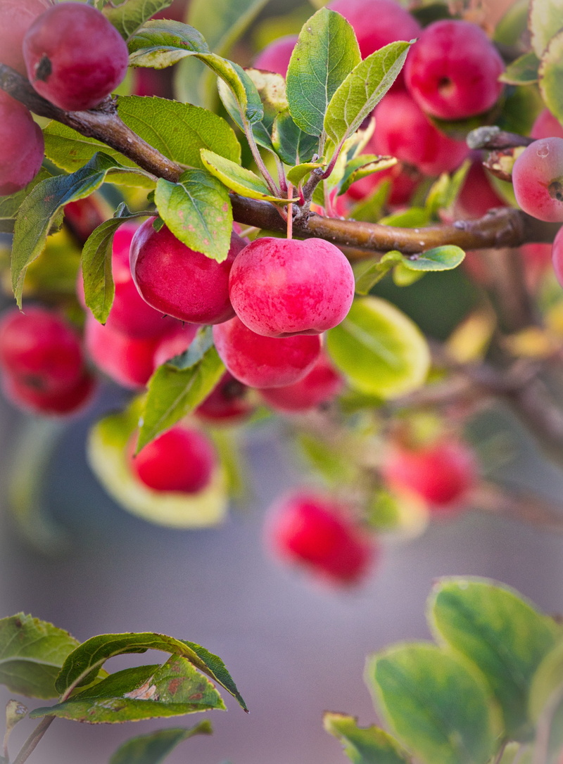 ornamental apple tree, plant, ornamental tree, fruit, healthy eating, food, branch, growth, leaf, nature, rowanberry, 4K, berry fruit, focus on foreground