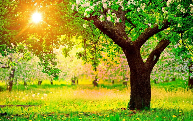 sun, ogrd, apple, flowering, jabko, drzew, wiosna, dandelions, mlecze, 2K, bright, natura, soce, spring, light, tree